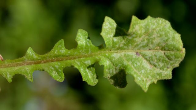 Crepis sancta (Asteraceae)