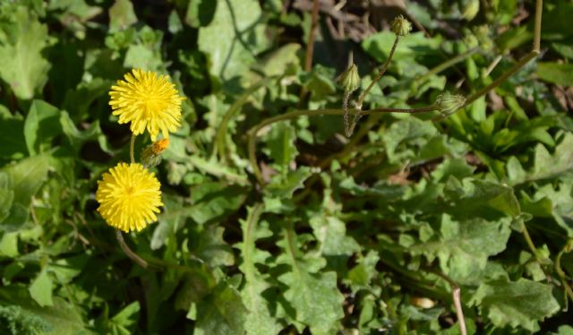 Crepis sancta (Asteraceae)