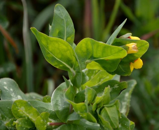 Cerinthe major