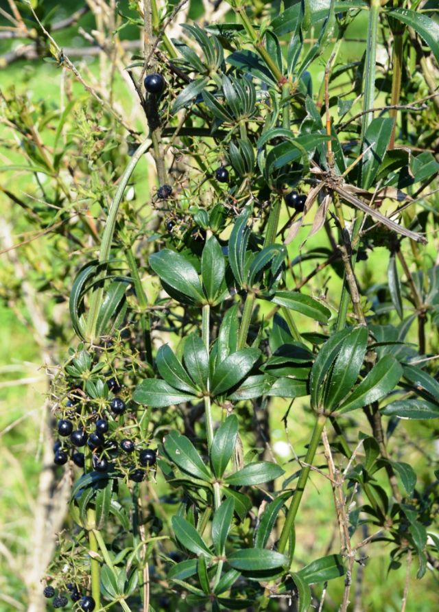 Rubia peregrina (Rubiaceae)