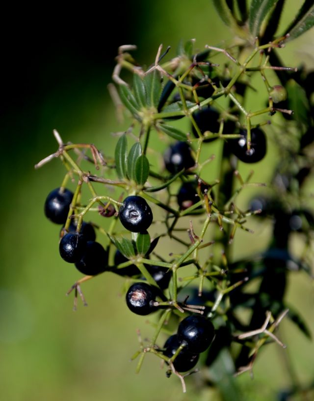 Rubia peregrina (Rubiaceae)