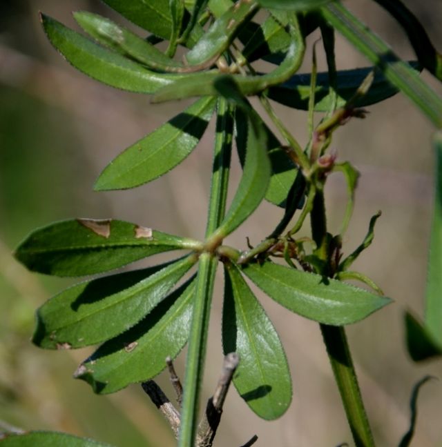 Rubia peregrina (Rubiaceae)