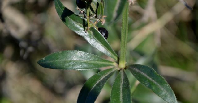 Rubia peregrina (Rubiaceae)