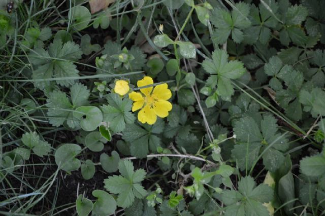 Potentilla reptans