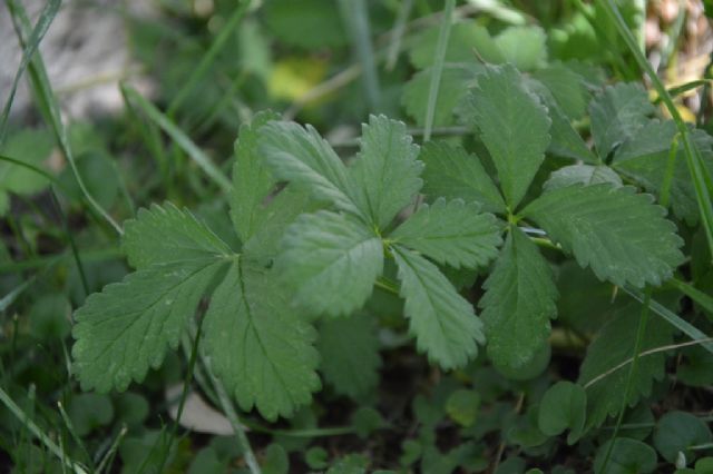 Potentilla reptans