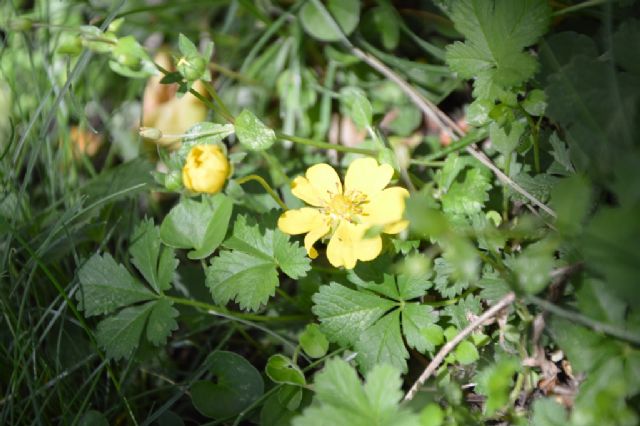 Potentilla reptans