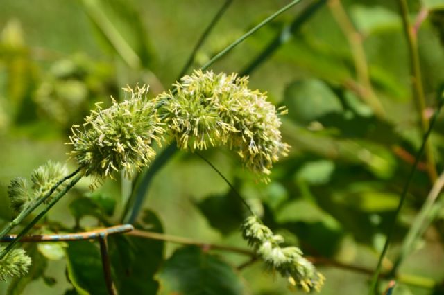 Graminacea .....Dactylis glomerata  (Poaceae)