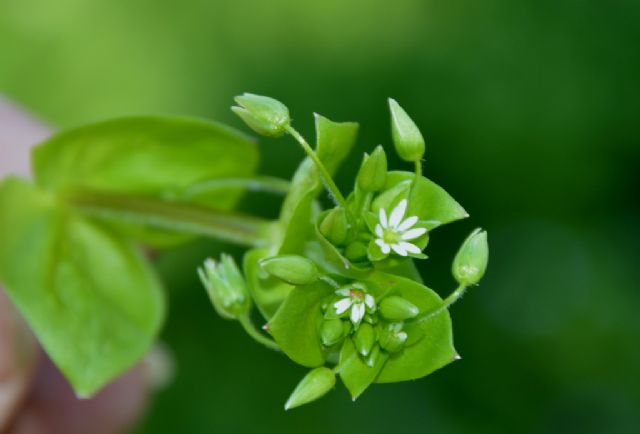 Stellaria media