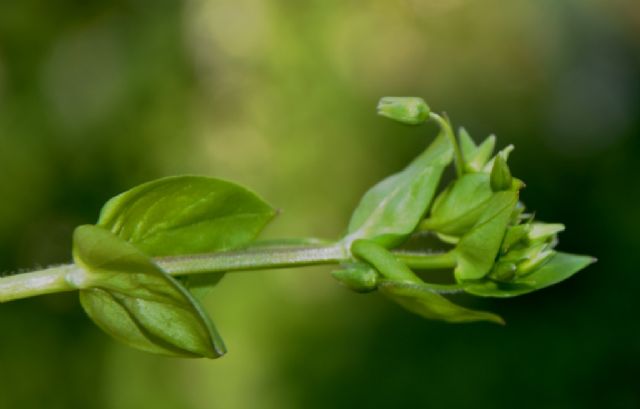 Stellaria media