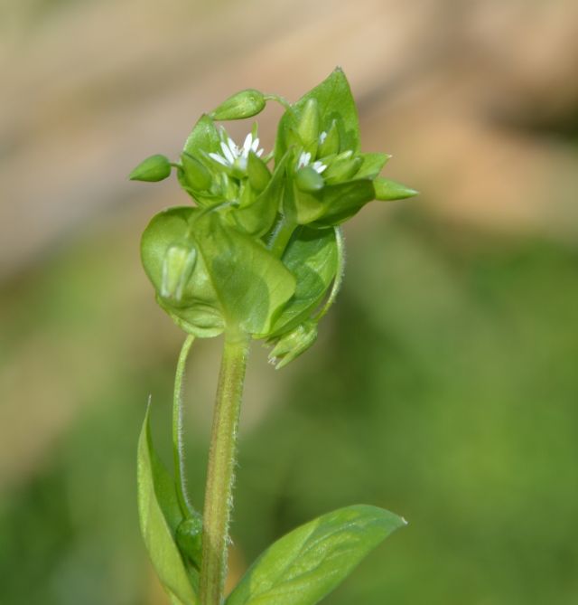 Stellaria media