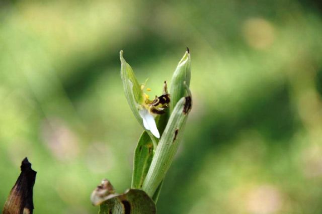 Ophrys apifera