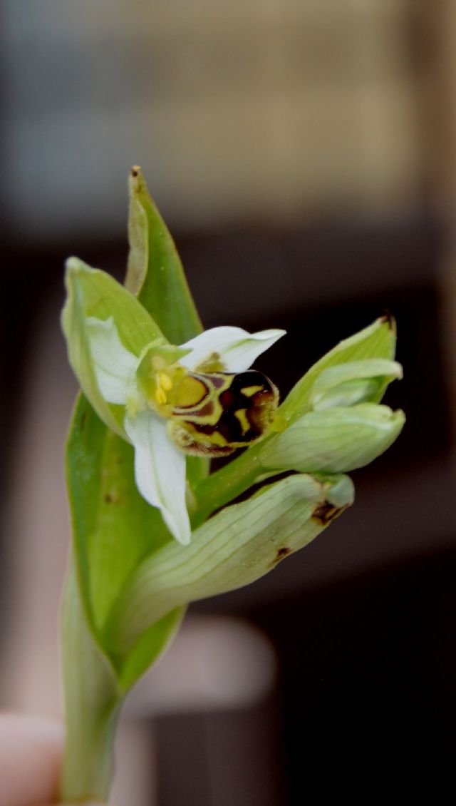 Ophrys apifera