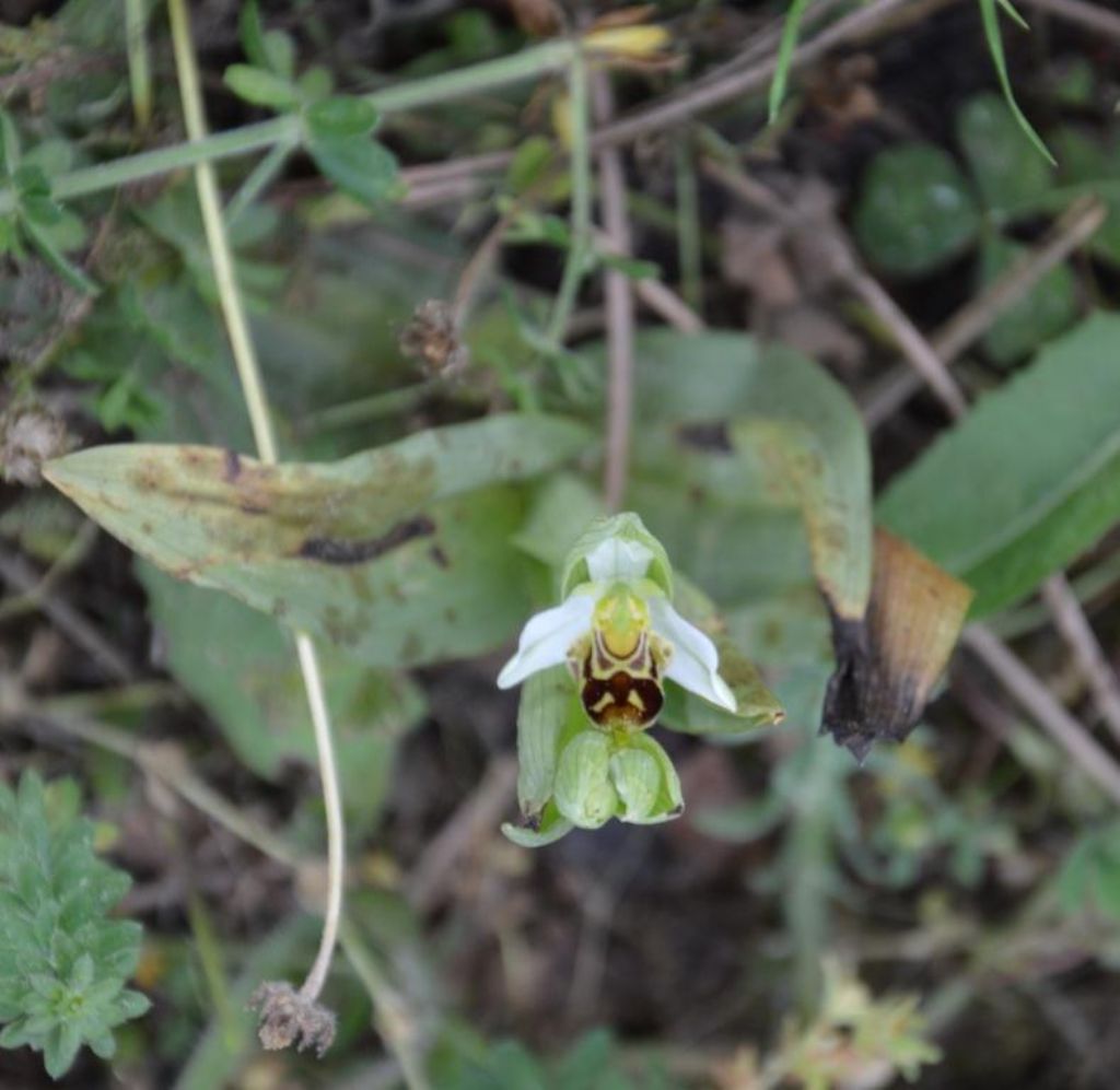 Ophrys apifera