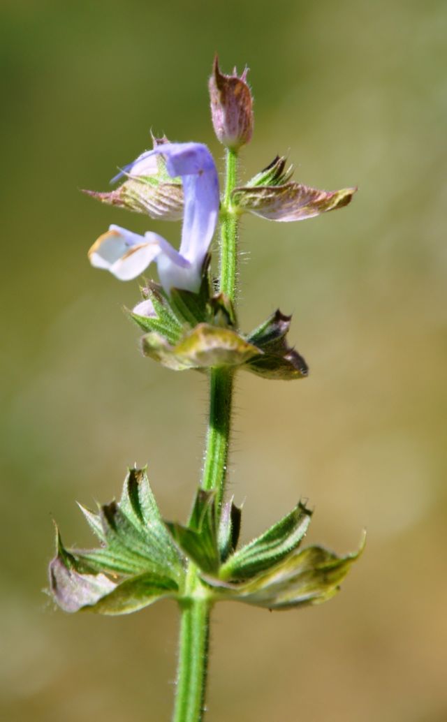 Salvia sclarea