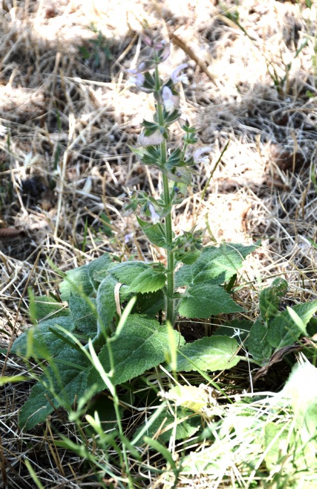 Salvia sclarea