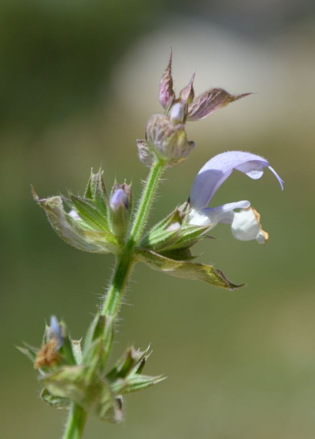 Salvia sclarea