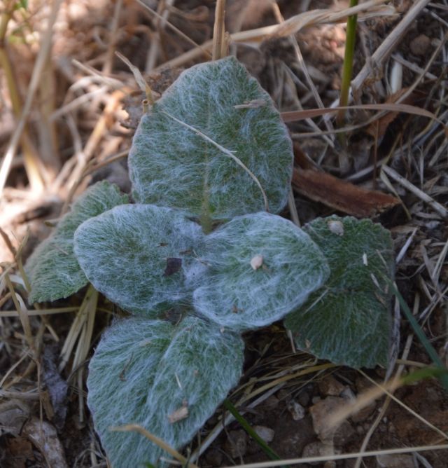 Salvia sclarea