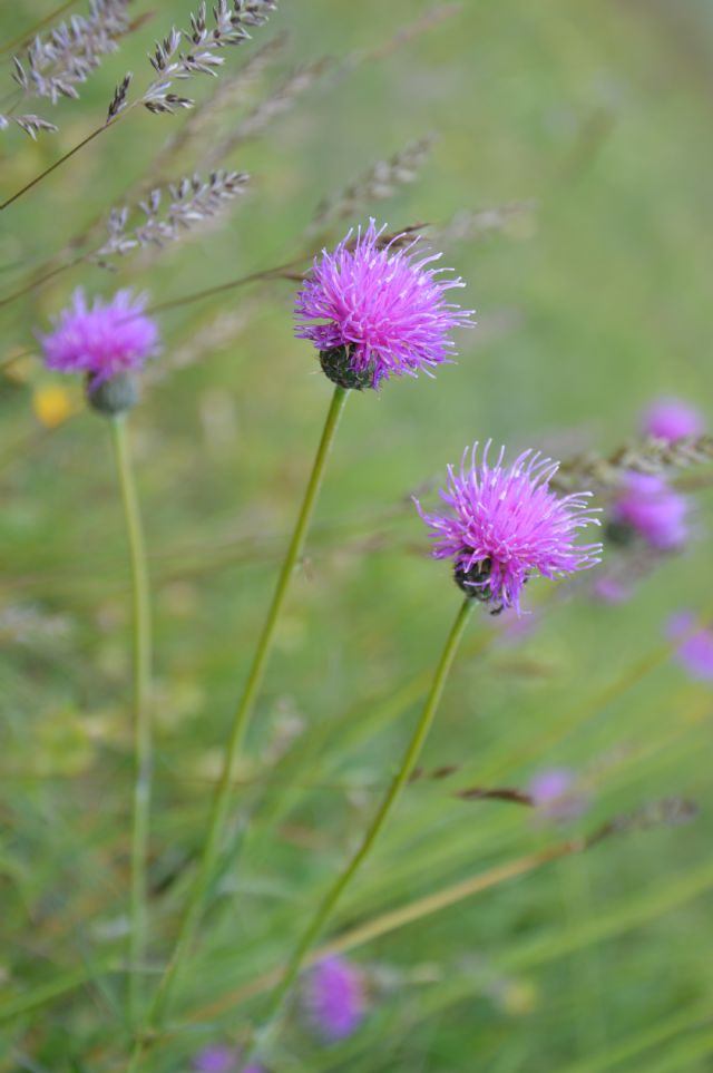 Klasea nudicaulis / Cerretta maggiore