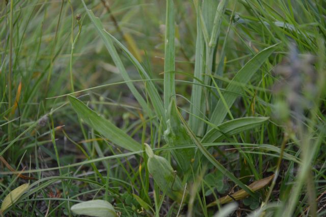 Klasea nudicaulis / Cerretta maggiore