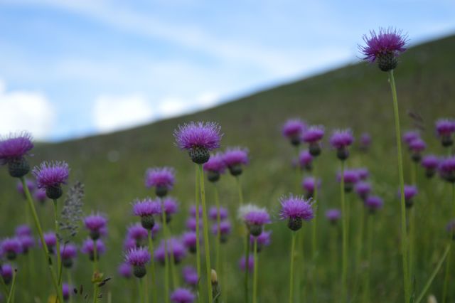 Klasea nudicaulis / Cerretta maggiore