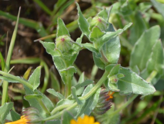 Calendula arvensis