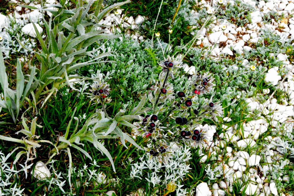 Cynoglossum magellense (Boraginaceae)