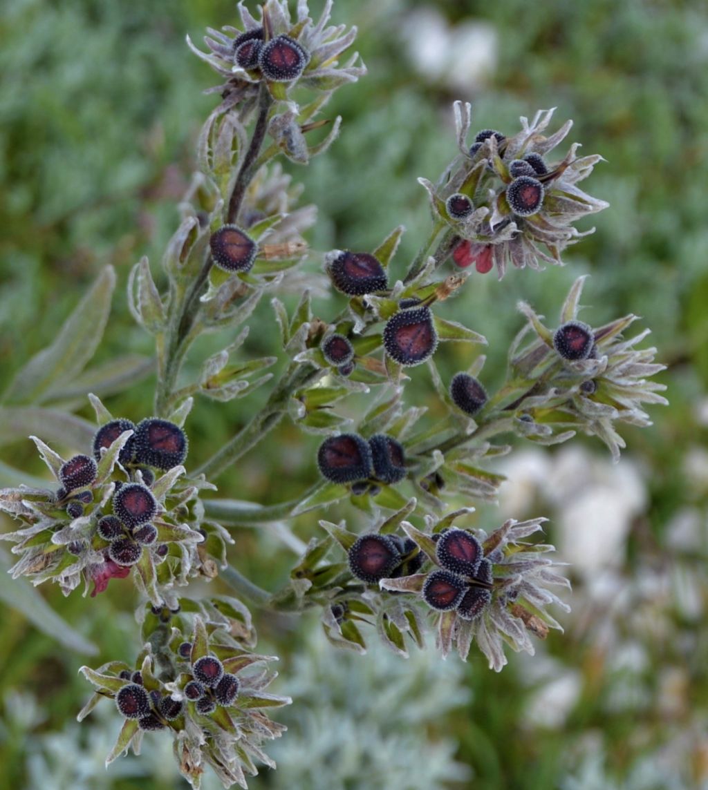 Cynoglossum magellense (Boraginaceae)