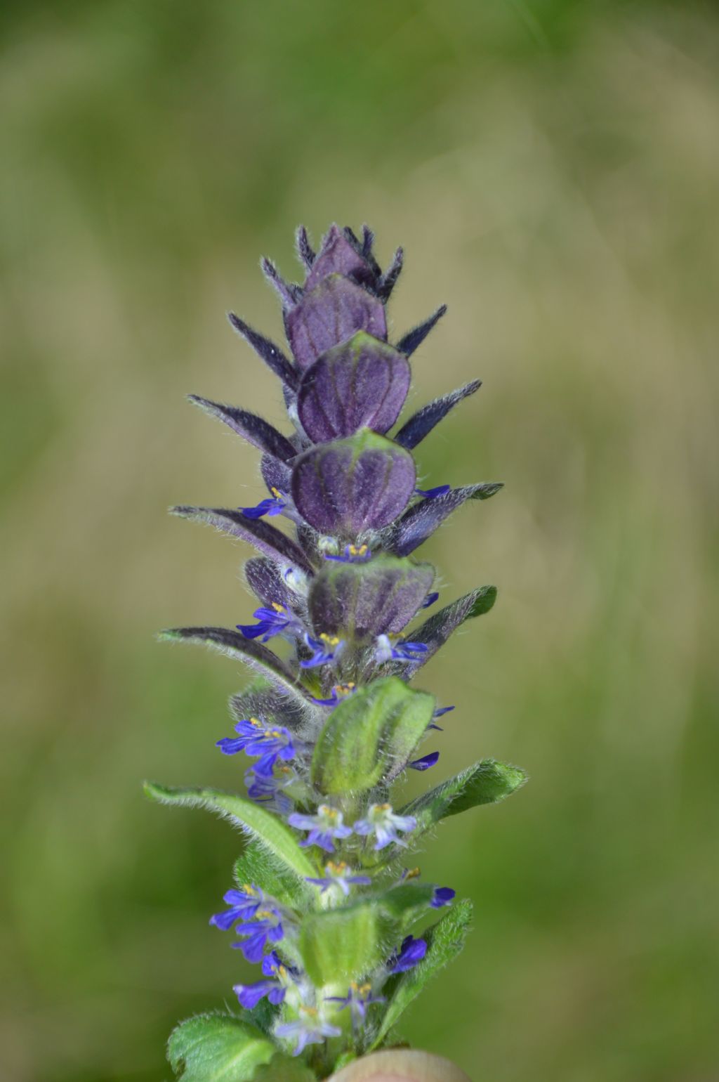 Ajuga sp.