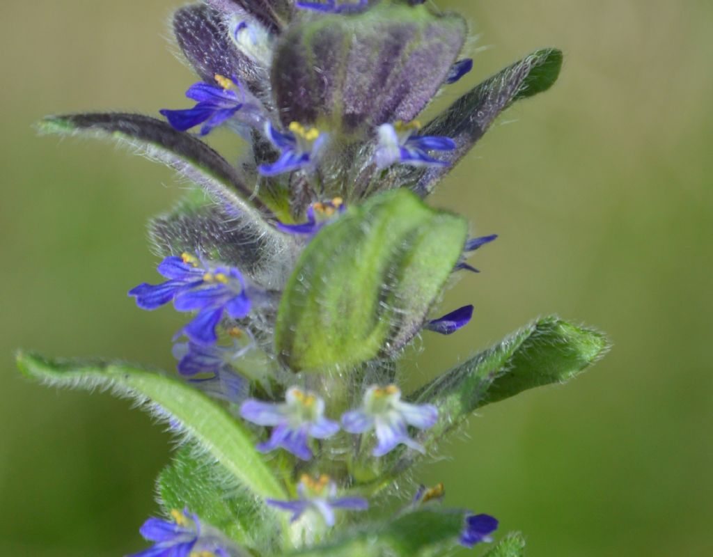 Ajuga sp.