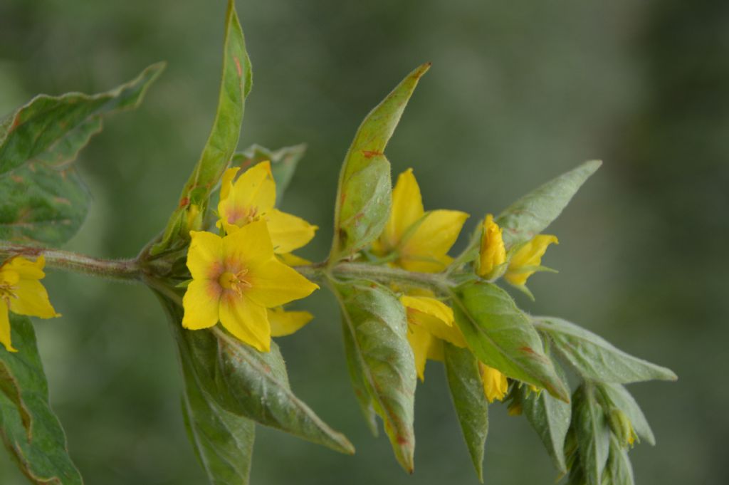 Lysimachia punctata (Primulaceae)