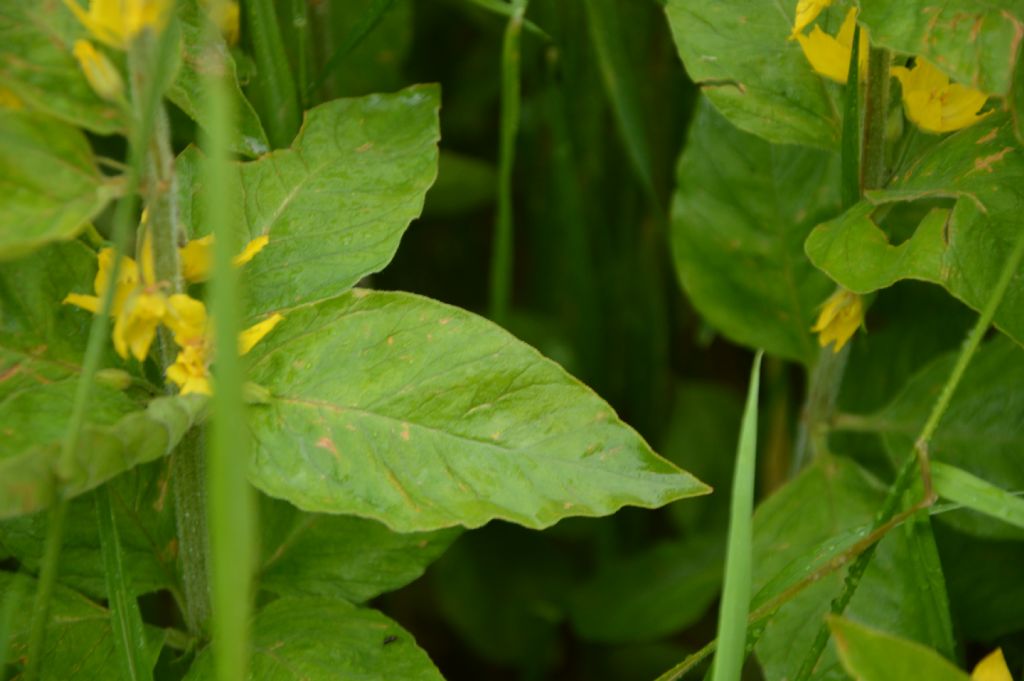 Lysimachia punctata (Primulaceae)