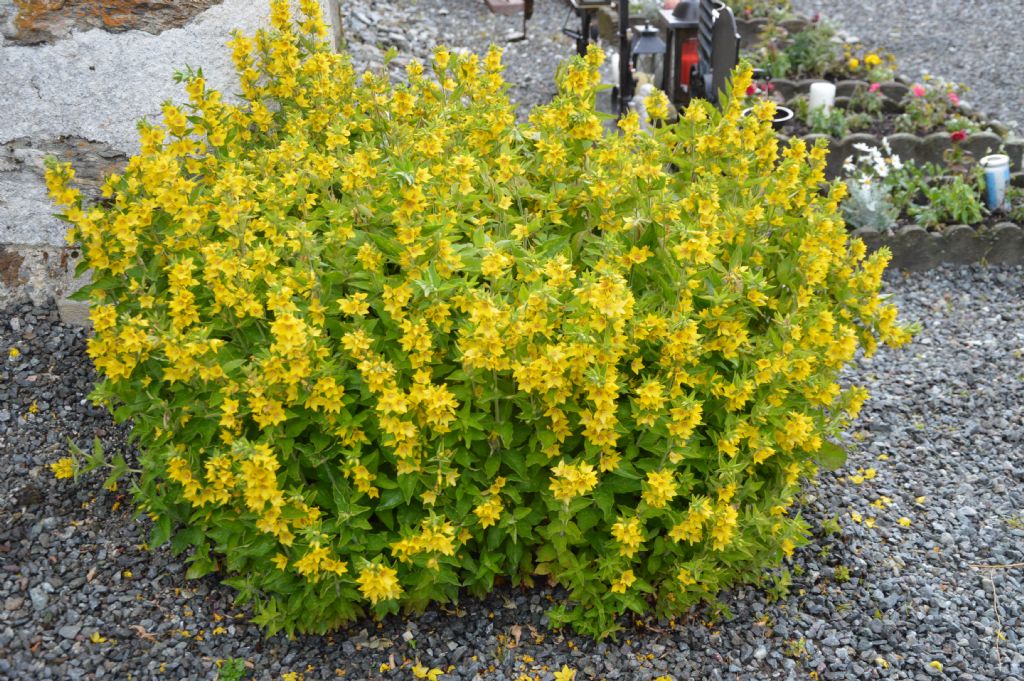 Lysimachia punctata (Primulaceae)