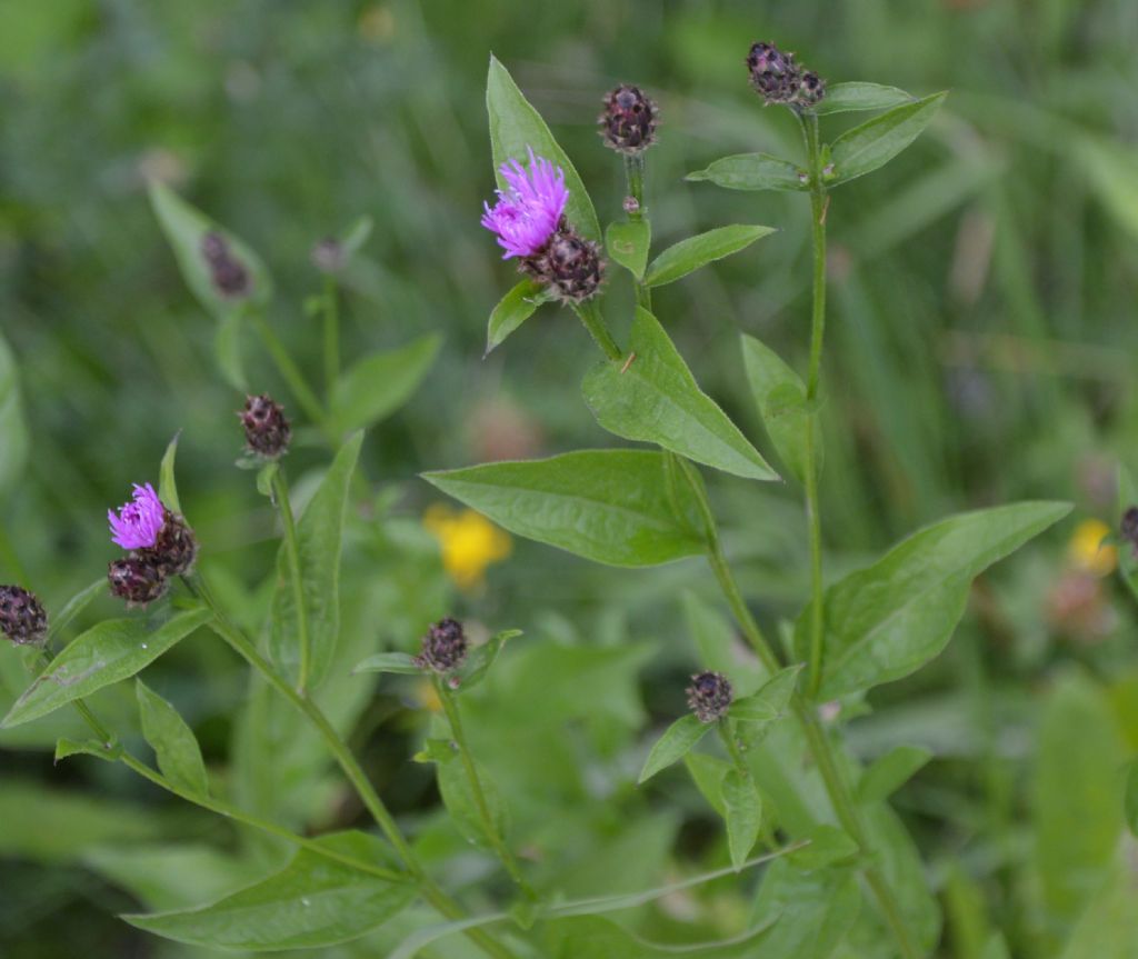 Centaurea nigrescens