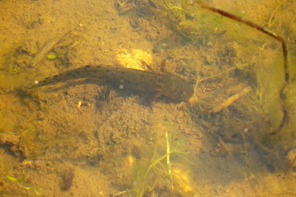 Identificazione tritoni! Triturus carnifex