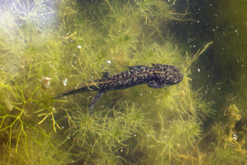 Identificazione tritoni! Triturus carnifex