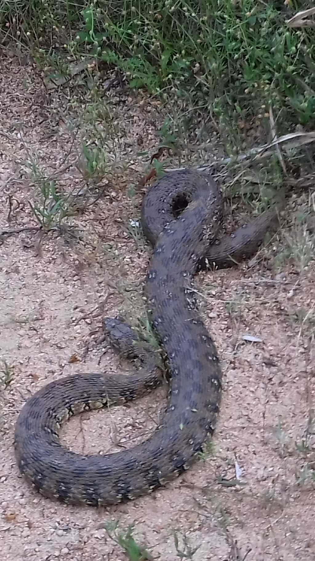 Serpente sconosciuto...  Natrix maura