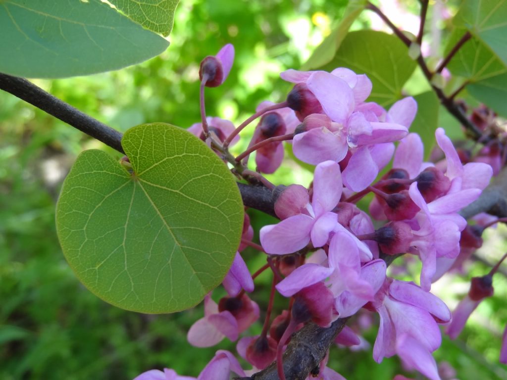 Cercis siliquastrum