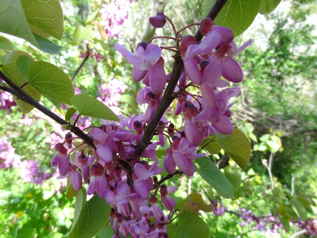 Cercis siliquastrum