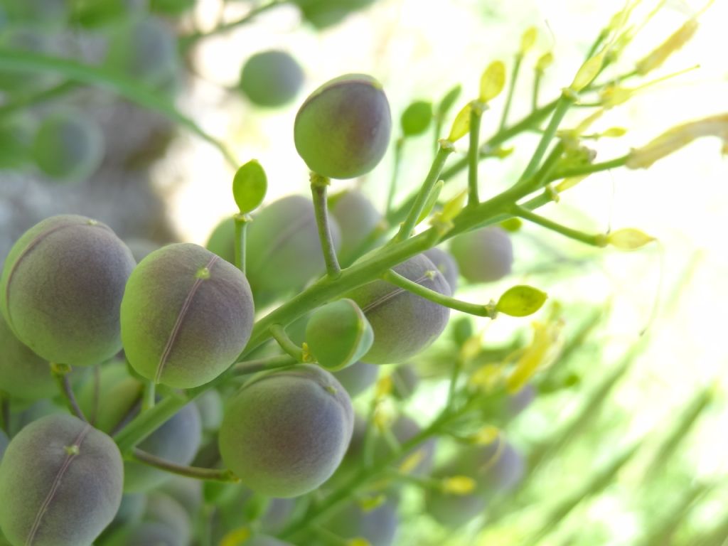 Abruzzo - Alyssoides utriculata