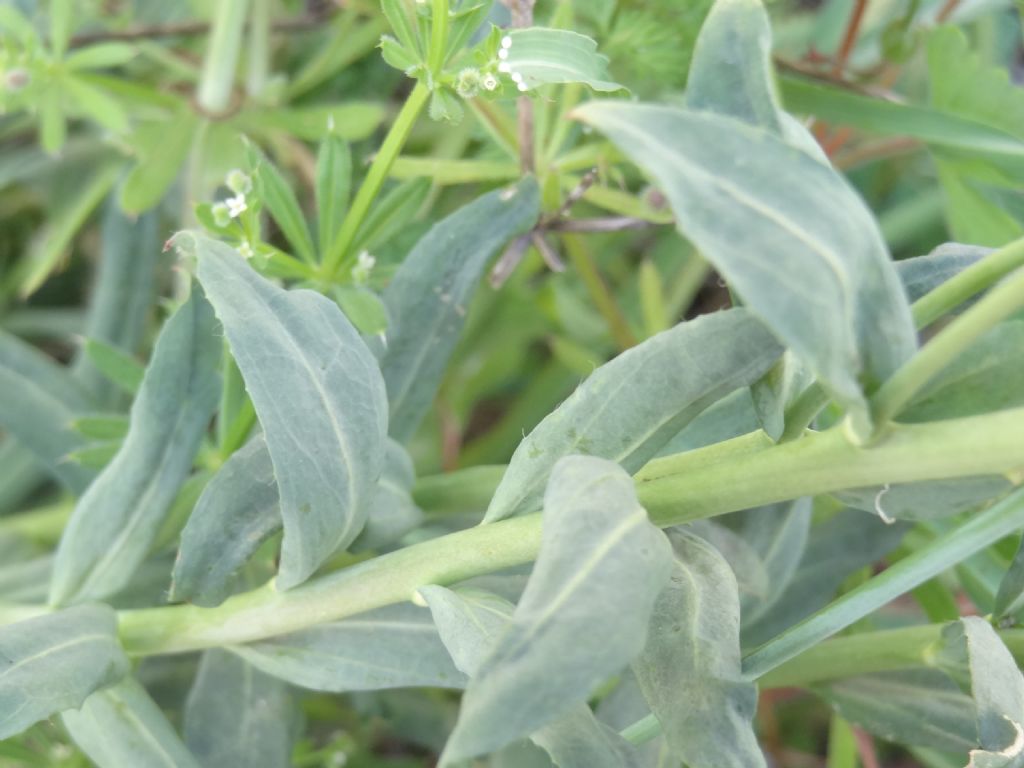 Abruzzo - Alyssoides utriculata