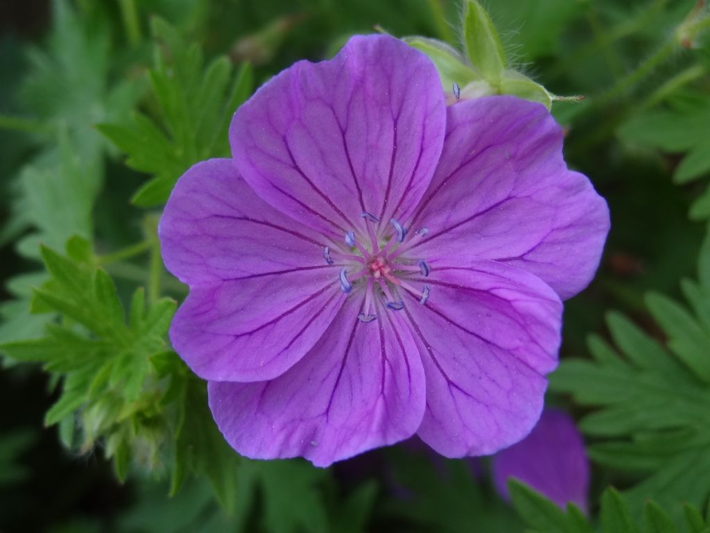 Geranium sanguineum