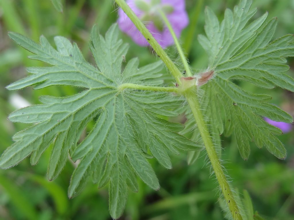 Geranium sanguineum