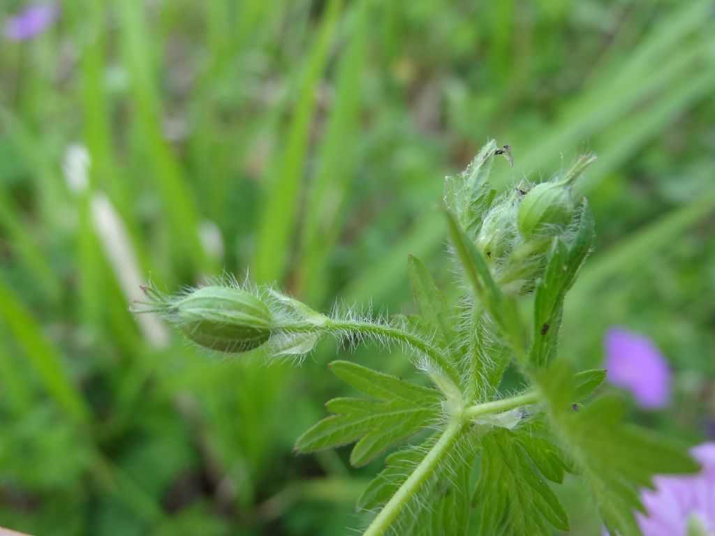 Geranium sanguineum