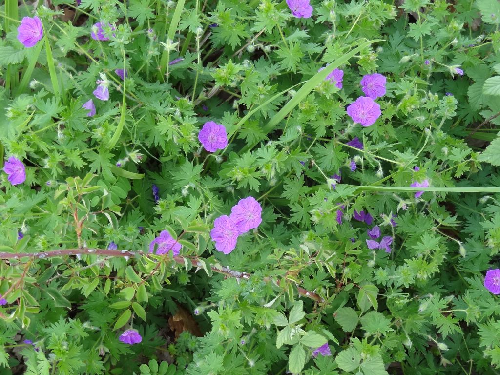 Geranium sanguineum