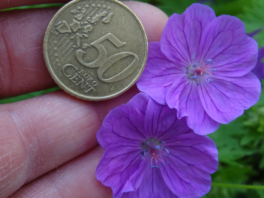 Geranium sanguineum