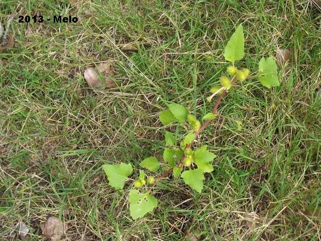 Pianta da identificare - Xanthium sp.