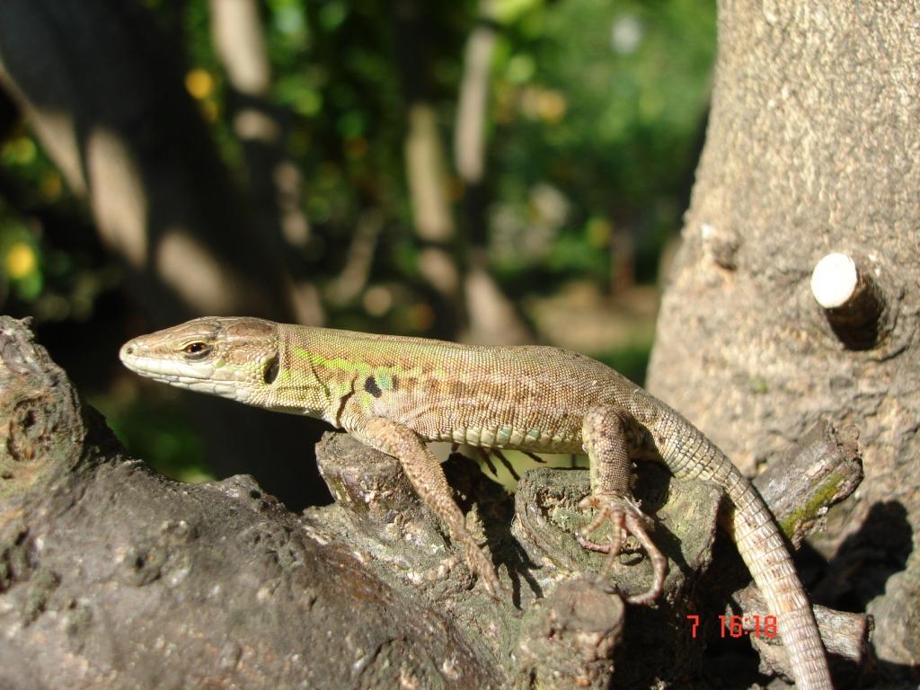 Colorazione giovanile a confronto: Podarcis muralis