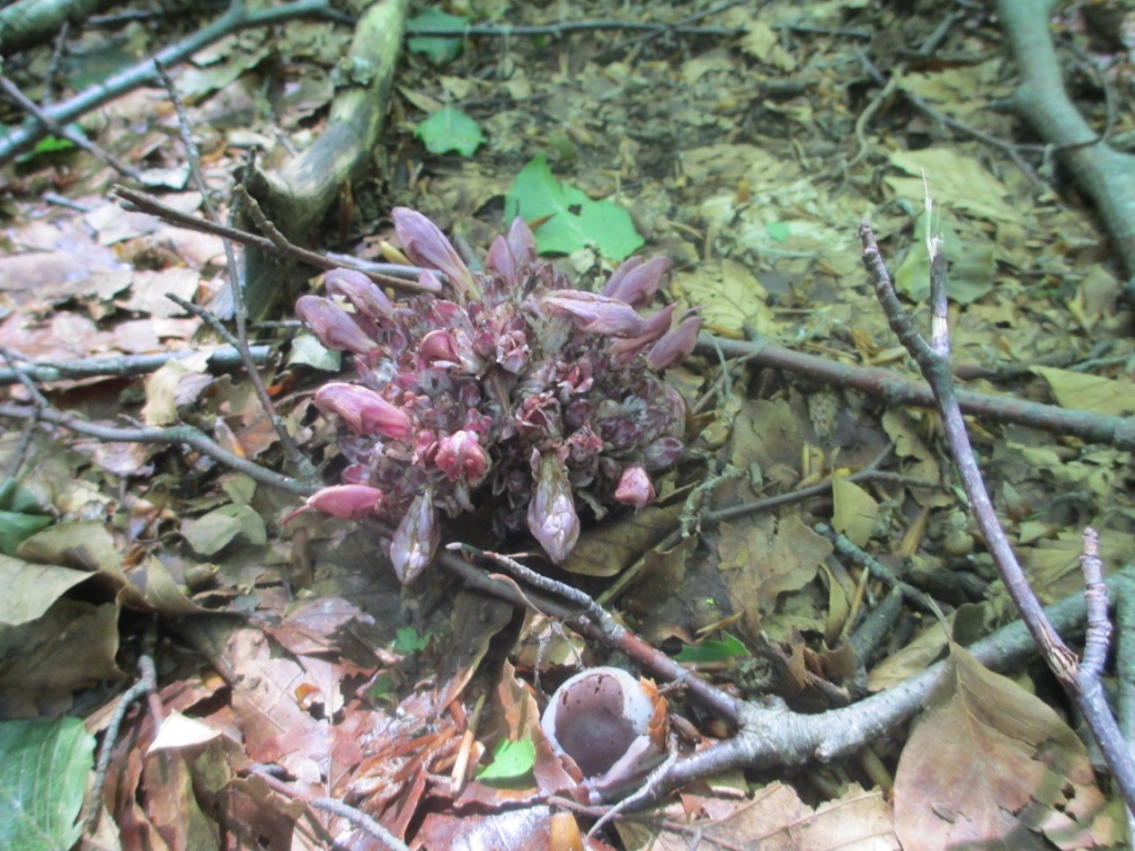 Lathraea clandestina