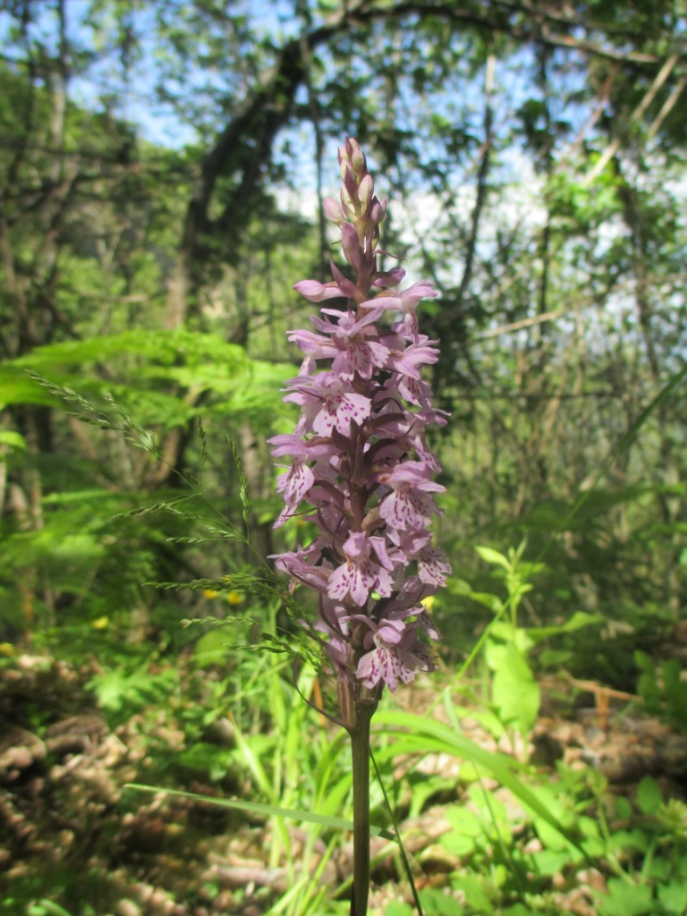 orchidea da identificare