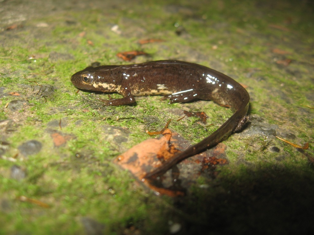 Tritone - Lissotriton italicus